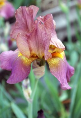 Iris çiçek closeup, gevrek bir bahar sabahı çiçek güzel mor çiçek