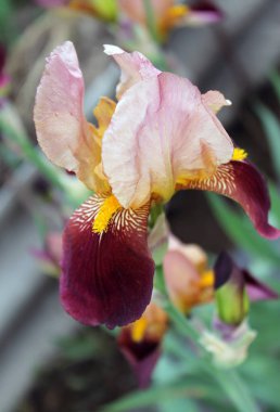 Iris çiçek closeup, gevrek bir bahar sabahı çiçek güzel mor çiçek