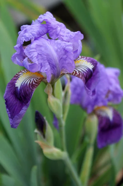 A flor da íris closeup, bela flor roxa em flor em uma manhã de primavera nítida — Fotografia de Stock