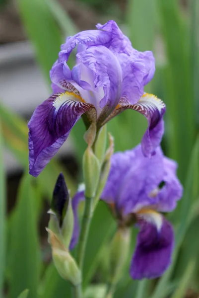 Il primo piano del fiore dell'iride, bellissimo fiore viola in fiore in una frizzante mattina di primavera — Foto Stock