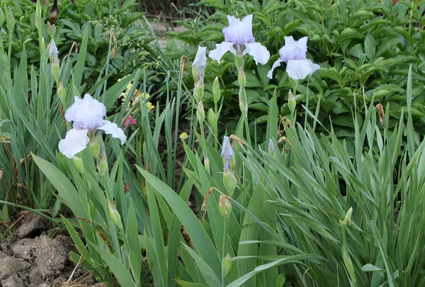 Irisul floare closeup, frumos floare violet în floare pe o dimineață de primăvară crocantă — Fotografie, imagine de stoc