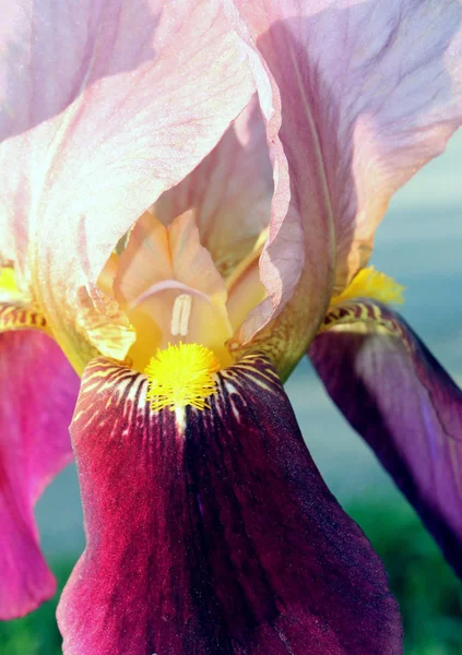 아이리스 플라워 클로즈업, 상쾌한 봄 아침에 피는 아름다운 보라색 꽃 — 스톡 사진