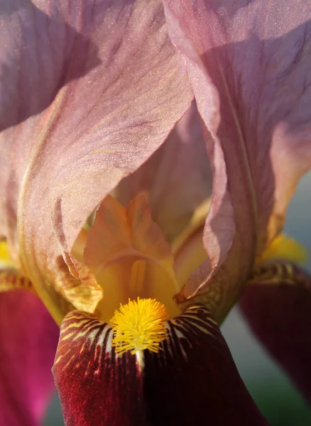 Plášť s květinou, nádherná purpurová květina v květu na svěží jarní ráno — Stock fotografie