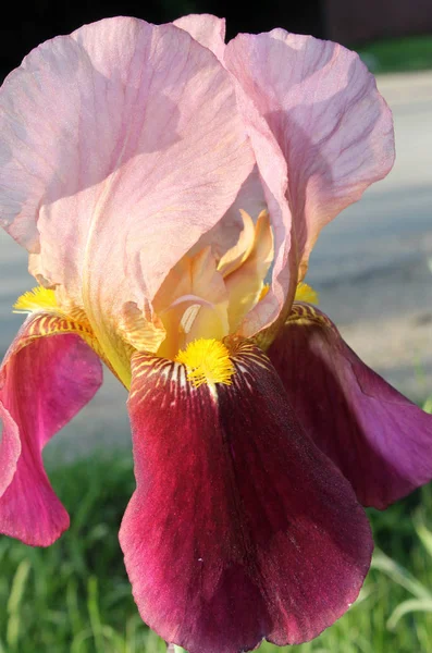 A flor da íris closeup, bela flor roxa em flor em uma manhã de primavera nítida — Fotografia de Stock