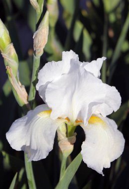Iris çiçek closeup, gevrek bir bahar sabahı çiçek güzel mor çiçek