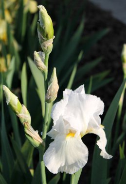 Iris çiçek closeup, gevrek bir bahar sabahı çiçek güzel mor çiçek