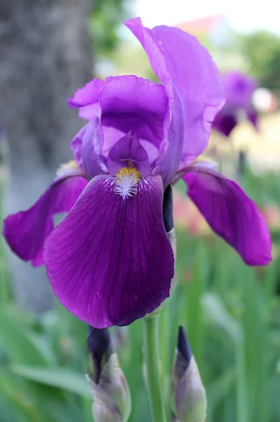 A flor da íris. Bela flor roxa em flor em uma manhã de primavera nítida — Fotografia de Stock