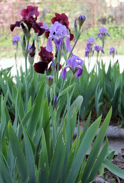 İris çiçeği. Gevrek bir bahar sabahı çiçek güzel mor çiçek