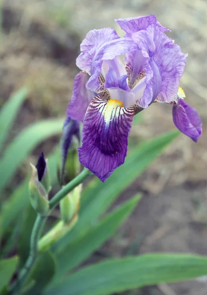 A flor da íris. Bela flor roxa em flor em uma manhã de primavera nítida — Fotografia de Stock