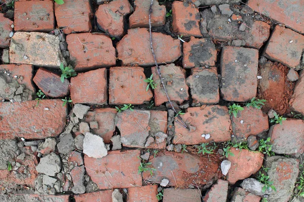 Metselen Van Gebroken Rode Baksteen Met Gekiemd Groen Gras — Stockfoto