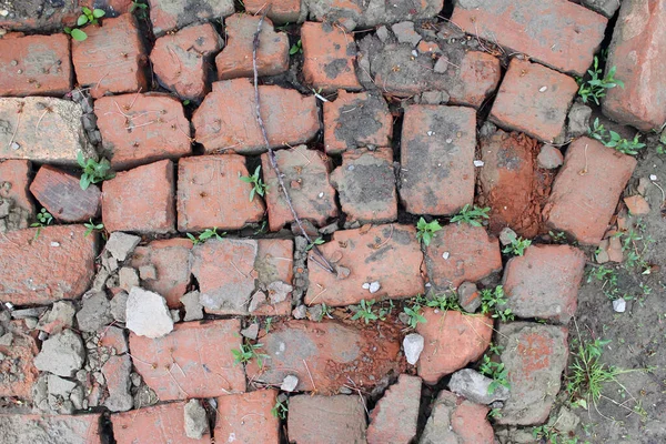 Metselen van gebroken rode baksteen met gekiemd gras — Stockfoto