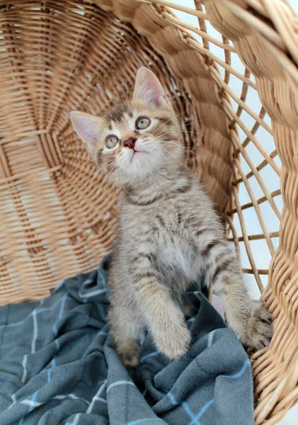 Gatinho Cinzento Gato Britânico Felino Fofo Jovem — Fotografia de Stock