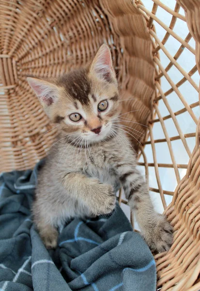 Rørende Lille Grå Killing Britisk Kat Fluffy Feline Unge - Stock-foto