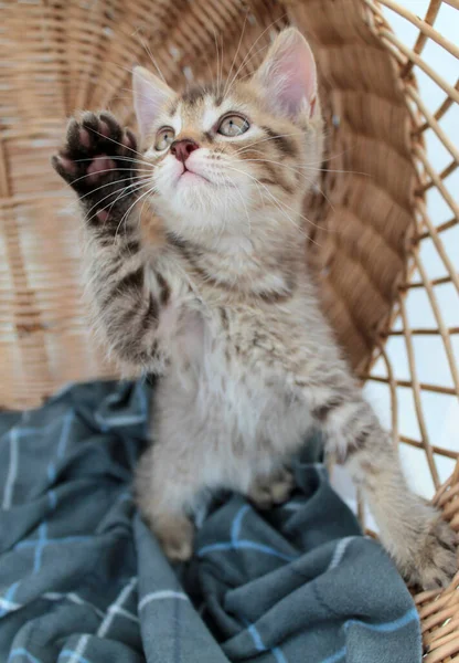 Touching Little Grey Kitten British Cat Fluffy Feline Young — Stock Photo, Image