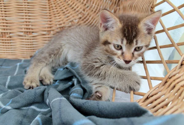 Megható Kis Szürke Cica Brit Macska Fiatal Bolyhos Macskaféle — Stock Fotó