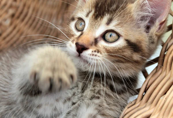 Tocando Gatito Gris Gato Británico Peludo Felino Joven — Foto de Stock