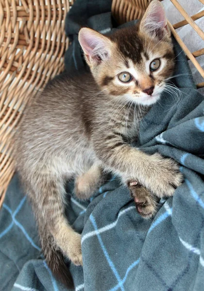 小さな灰色の子猫 英国の猫に触れます ふわふわフェリーヌ若い — ストック写真