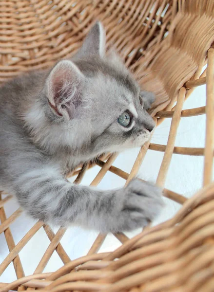 Touching Little Grey Kitten British Cat Fluffy Feline Young — Stock Photo, Image