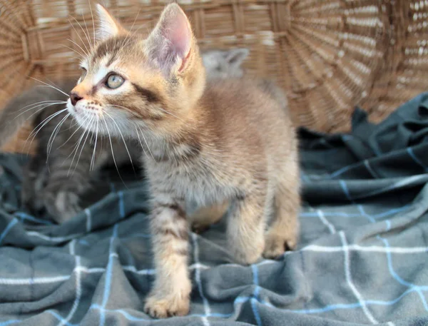 小さな灰色の子猫 英国の猫に触れます ふわふわフェリーヌ若い — ストック写真