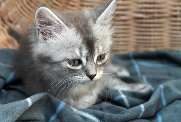 感人的小灰猫 英国猫 毛绒绒猫幼小 — 图库照片