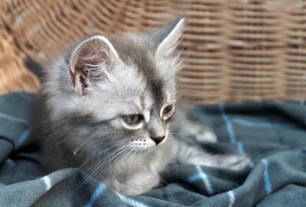Rörande liten grå kattunge, brittisk katt kattunge — Stockfoto