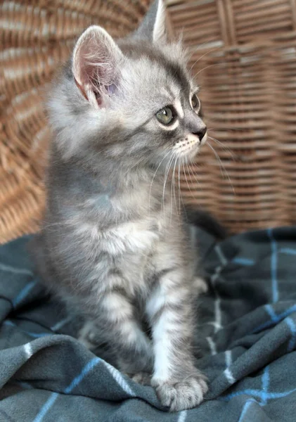 Toccante piccolo gattino grigio, gatto britannico felino giovane — Foto Stock