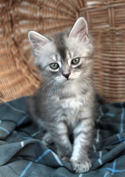 Tocando pequeno gatinho cinza, gato britânico felino jovem — Fotografia de Stock