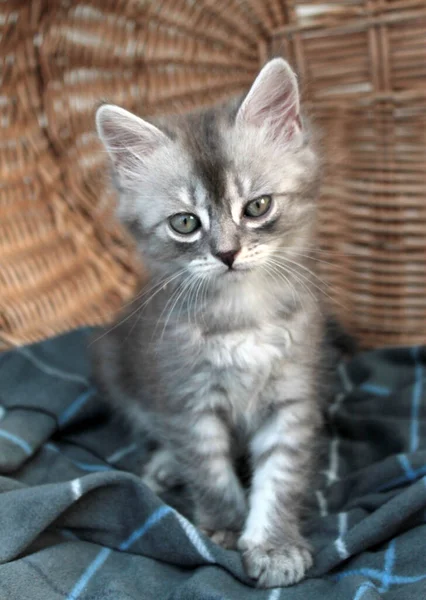 Toccante piccolo gattino grigio, gatto britannico felino giovane — Foto Stock