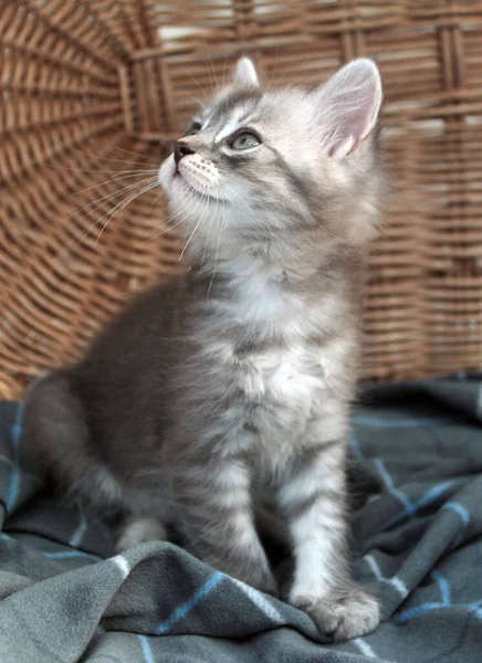 Touching little grey kitten, british cat feline young — Stock Photo, Image