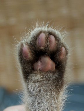 Küçük gri kedi yavrusu, genç İngiliz kedisi