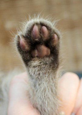 Küçük gri kedi yavrusu, genç İngiliz kedisi