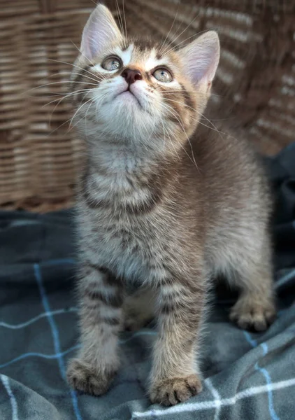 Toccante piccolo gattino grigio, gatto britannico felino giovane — Foto Stock
