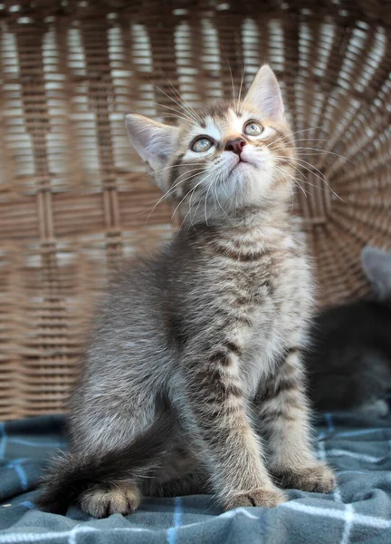 Touching little grey kitten, british cat feline young — Stock Photo, Image