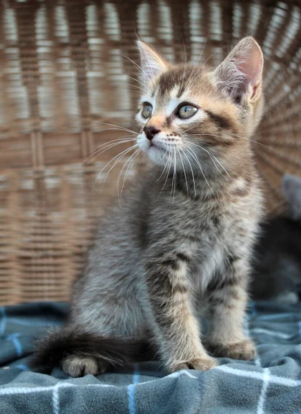 Toccante piccolo gattino grigio, gatto britannico felino giovane — Foto Stock