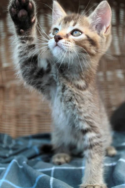 Berührendes kleines graues Kätzchen, britisches Katzenjunges — Stockfoto