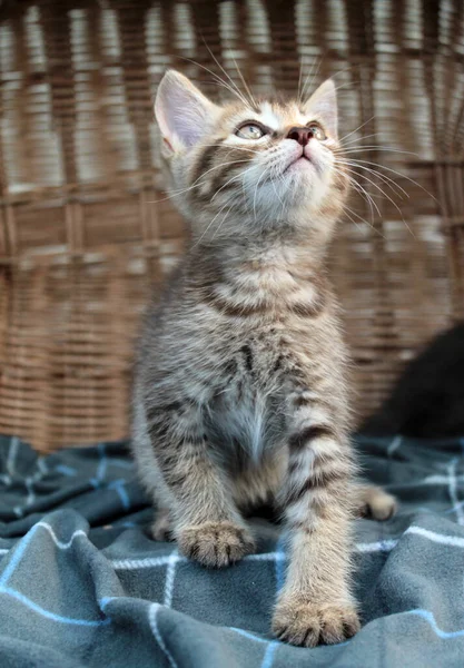 Touching little grey kitten, british cat feline young — Stock Photo, Image