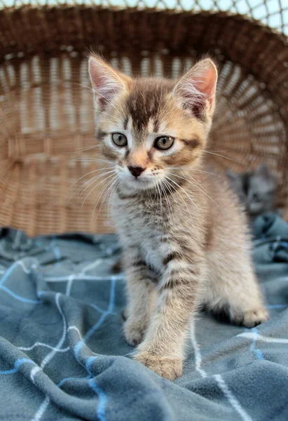 Tocando pequeno gatinho cinza, gato britânico felino jovem — Fotografia de Stock