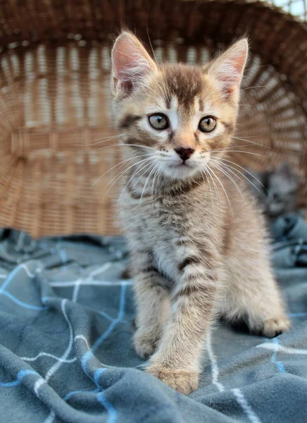 爱抚小灰猫，英国猫幼小 — 图库照片