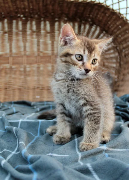 Tocando pequeno gatinho cinza, gato britânico felino jovem — Fotografia de Stock