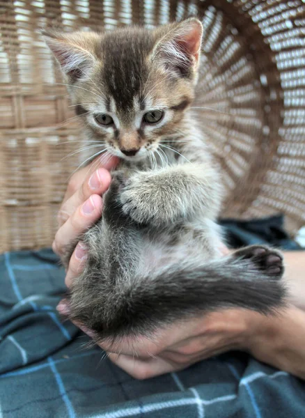 Touching little grey kitten, british cat feline young — Stock Photo, Image