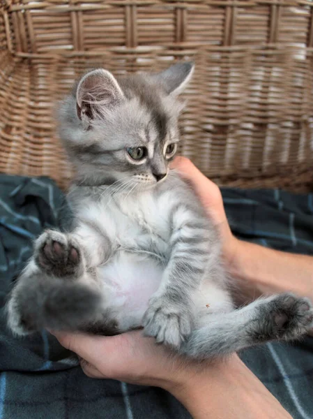 Tocando gatito gris, gato británico felino joven — Foto de Stock