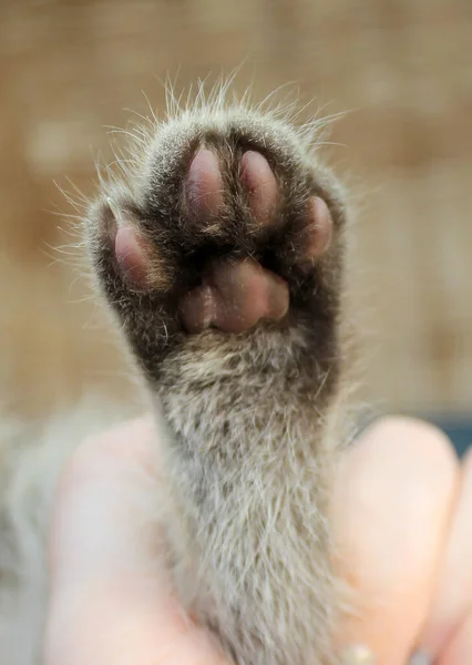 Aandoenlijk klein grijs katje, brits katachtig katachtig jong — Stockfoto