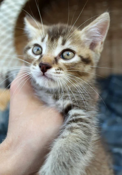 Tocando gatito gris, gato británico felino joven — Foto de Stock