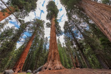 Yaz mevsiminde Kaliforniya 'daki Sequoia Ulusal Parkı' nda Dev Sequoia Ağaçları. 