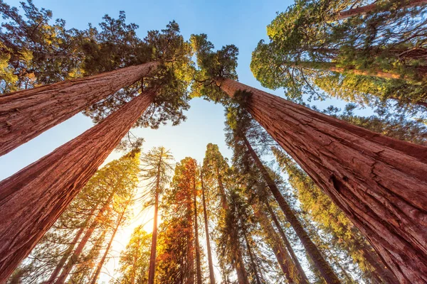Reuzensequoia Bomen Zomer Sequoia National Park Californië — Stockfoto