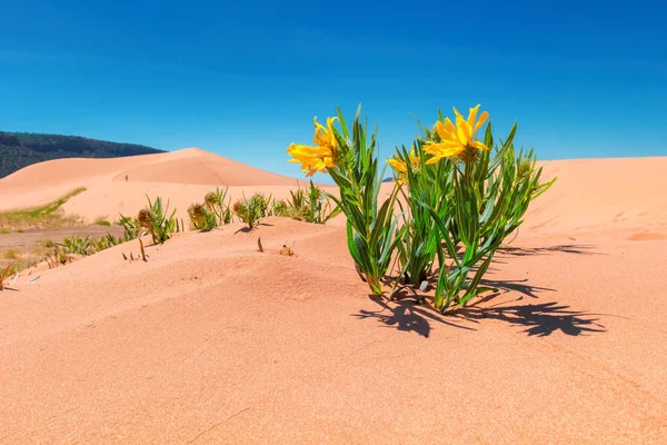 Flores Amarelas Nas Dunas Areia Deserto Coral Pink Sand Dunes — Fotografia de Stock