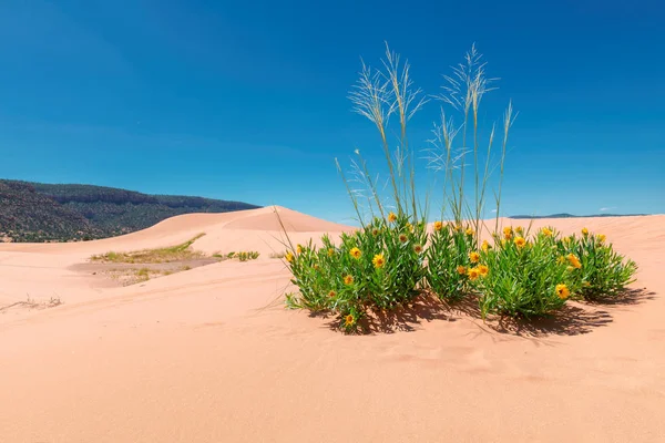 Flores Nas Dunas Areia Deserto Coral Pink Sand Dunes State — Fotografia de Stock