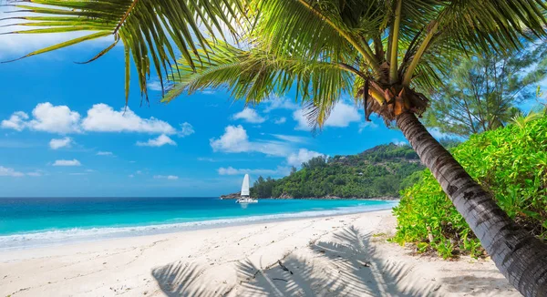 Beautiful Sandy Beach Palm Sailing Boat Turquoise Sea Jamaica Paradise — Stock Photo, Image