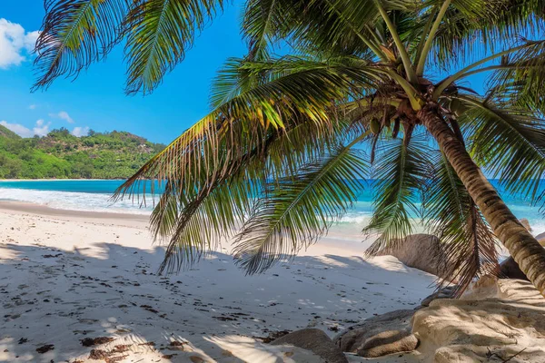 Paradicsom Sziget Seychelle Szigetek Trópusi Tengerparton Pálmafa — Stock Fotó