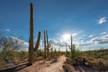 Gün batımında Saguaro'lar Phoenix yakınındaki Sonoran Çölü'nde.